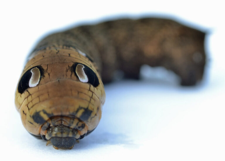 A woman encounters a mysterious snake-like creature in her backyard.