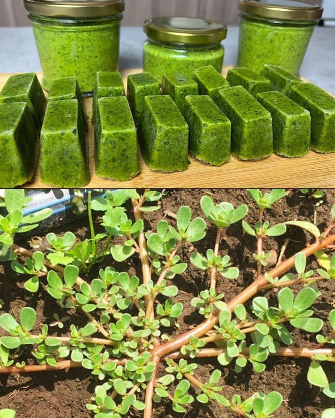 Purslane: A Superfood Packed with Numerous Health Benefits