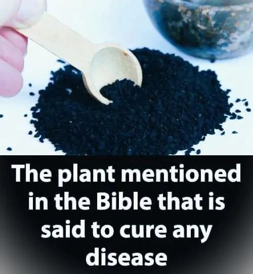 The Biblical Plant Believed to Cure All Ailments