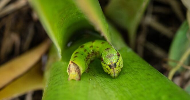 A woman encounters a mysterious snake-like creature in her backyard.