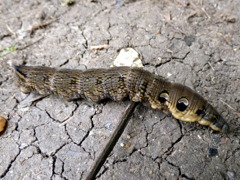 A woman encounters a mysterious snake-like creature in her backyard.