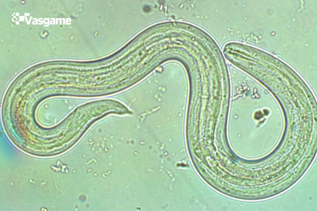 Medical Mystery Uncovers New Host for Rat Lungworm Parasite