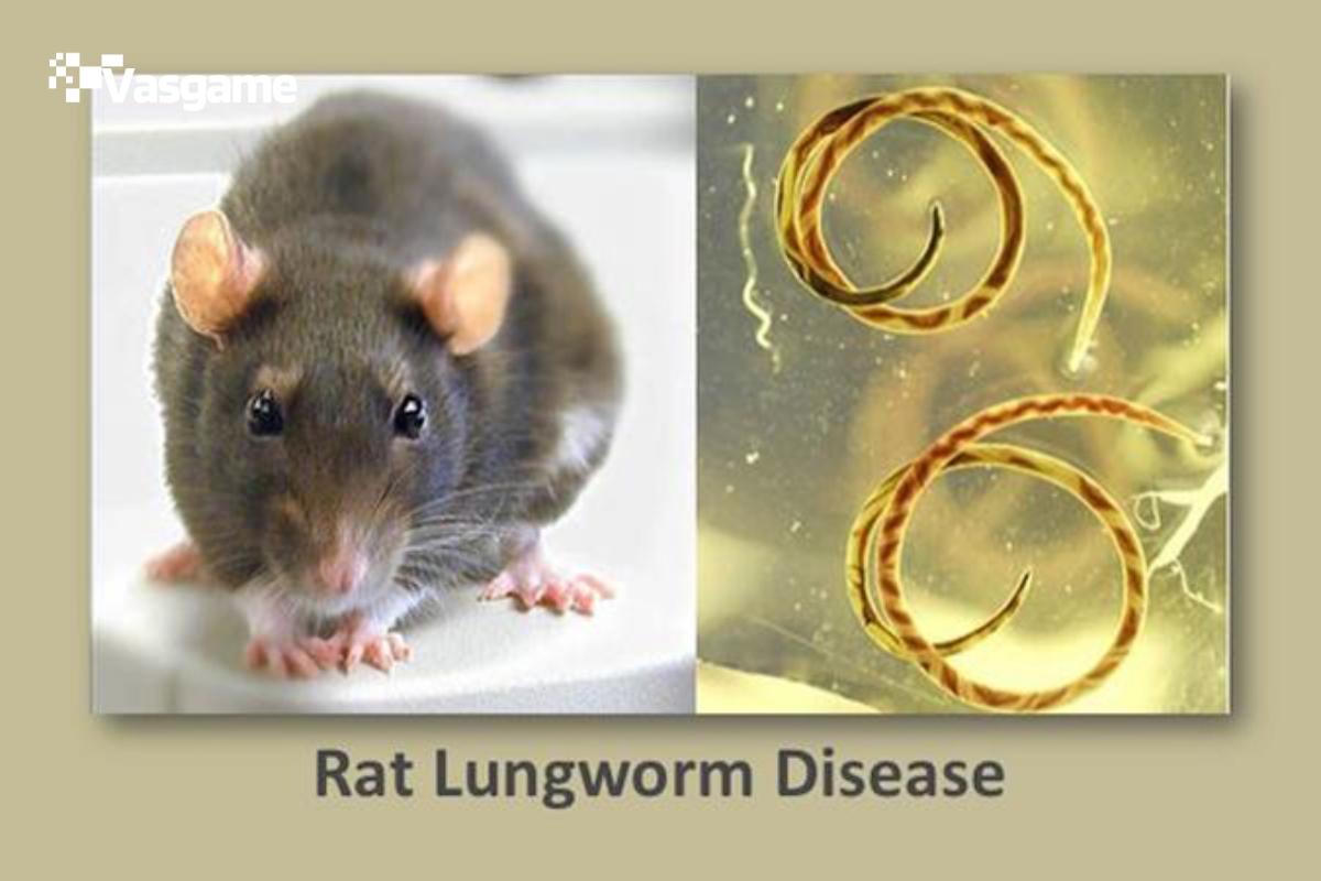 How to Protect Yourself from Rat Lungworm Parasite